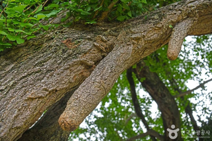 화순 야사리 은행나무 여행 추천 - 메고지고