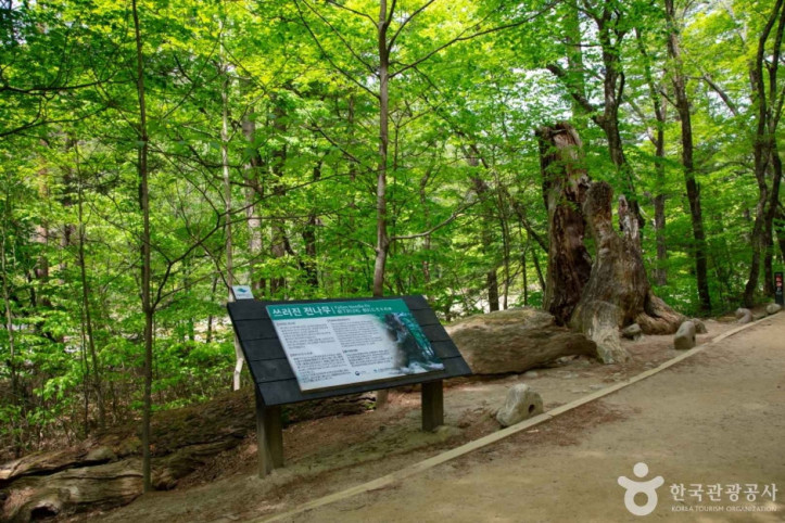 월정사·월정사 전나무숲 여행 추천 - 메고지고