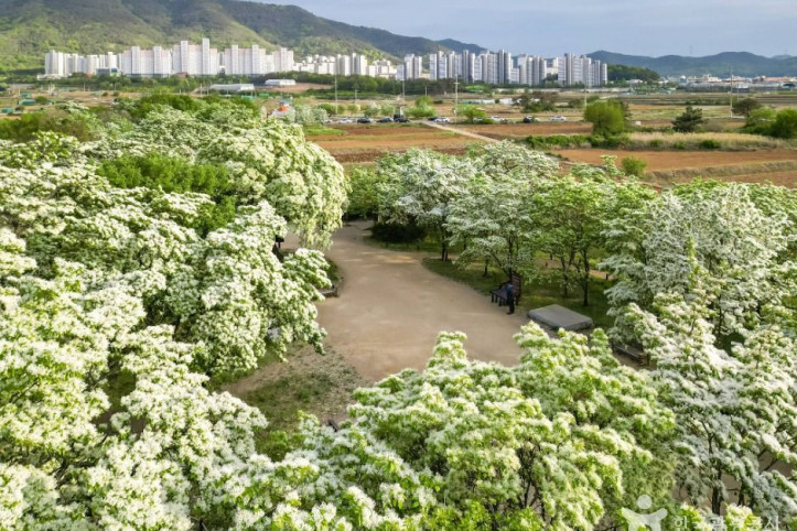 교항리 이팝나무 군락지 여행 추천 - 메고지고