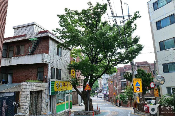 150년 수령 느티나무 여행 추천 - 메고지고