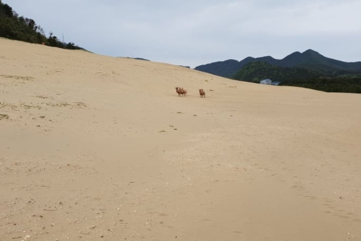 대청도 옥죽동 해안사구 여행 추천 - 메고지고