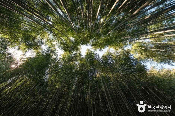 죽녹원 여행 추천 - 메고지고