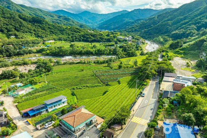 하동 삼신녹차마을 여행 추천 - 메고지고