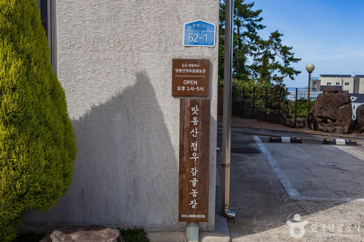 맛동산 감귤체험농장 여행 추천 - 메고지고