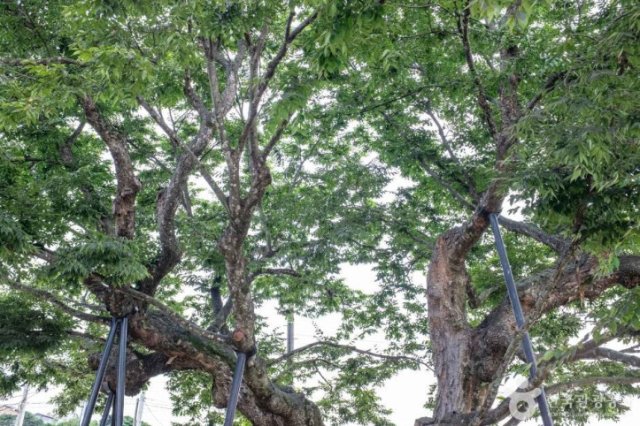 청송 신기리 느티나무 여행 추천 - 메고지고