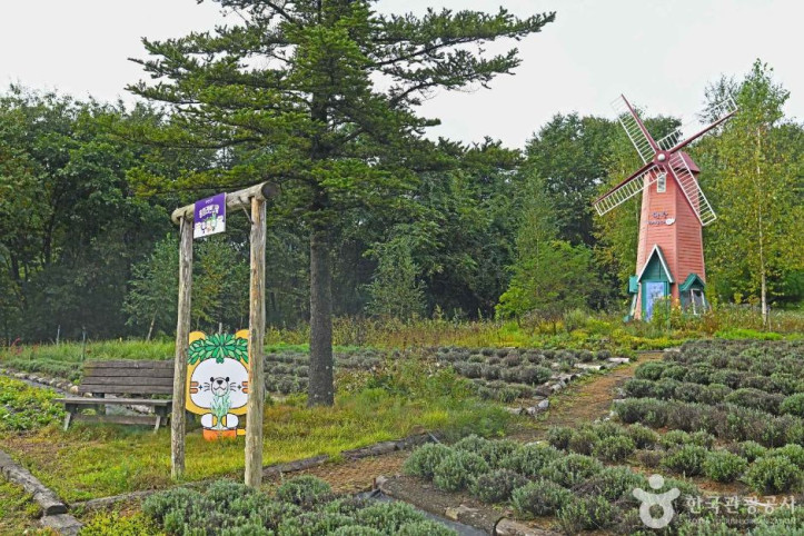 평창 라벤다팜 여행 추천 - 메고지고