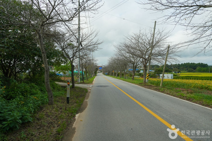 남면 벚꽃길 여행 추천 - 메고지고
