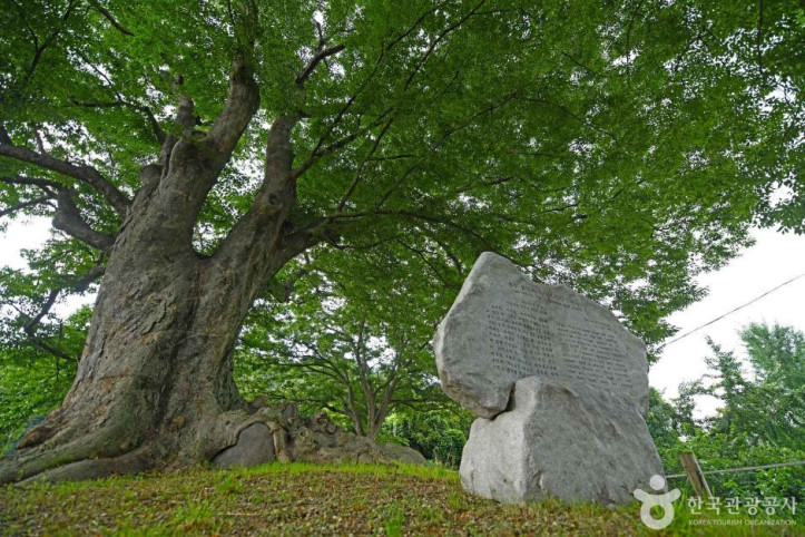장수 봉덕리 느티나무 여행 추천 - 메고지고
