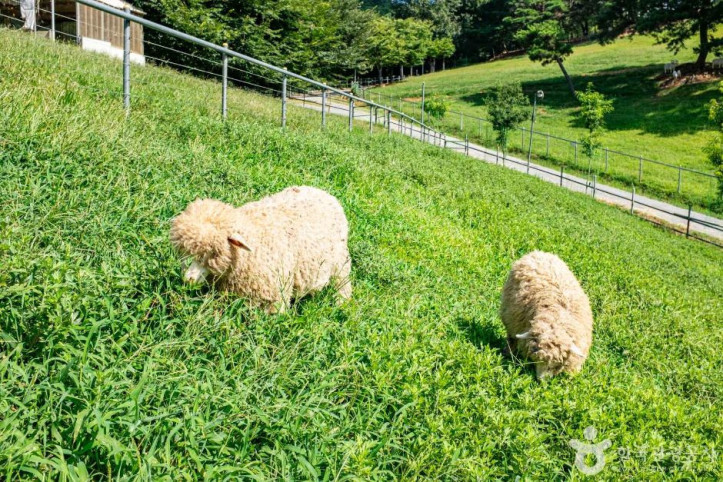 칠곡양떼목장 여행 추천 - 메고지고