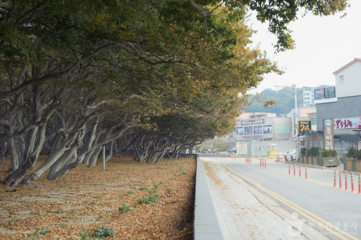 소사나무 군락지 여행 추천 - 메고지고