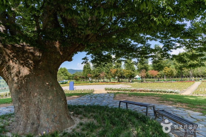 거례리사랑나무 여행 추천 - 메고지고