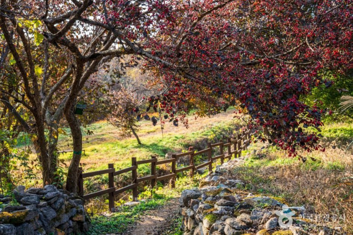 이천 산수유마을 여행 추천 - 메고지고