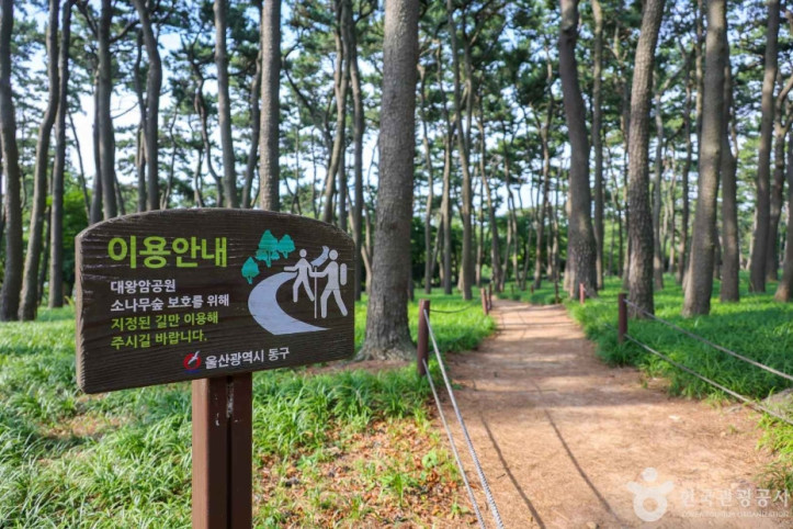대왕암 송림 여행 추천 - 메고지고