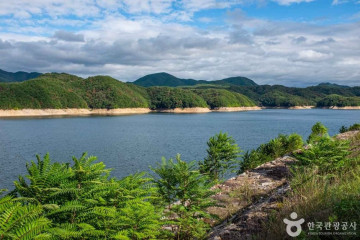 안동 용계리 은행나무 여행 추천 - 메고지고