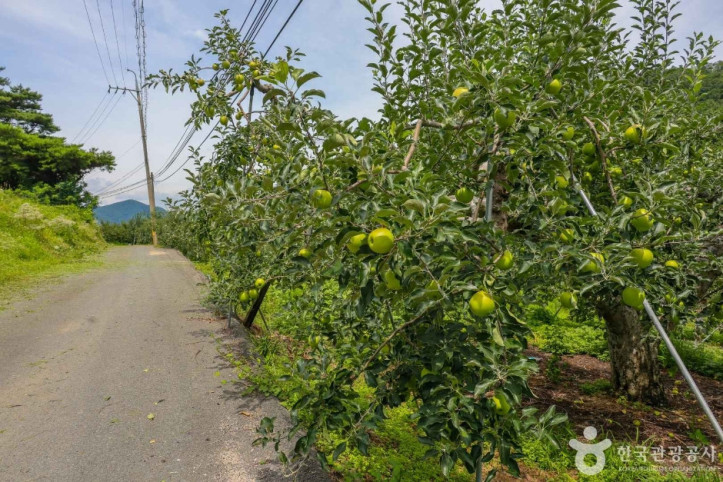 평광동 사과마을 여행 추천 - 메고지고