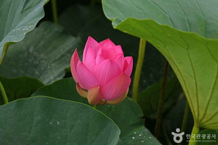 나주 우습제 여행 추천 - 메고지고