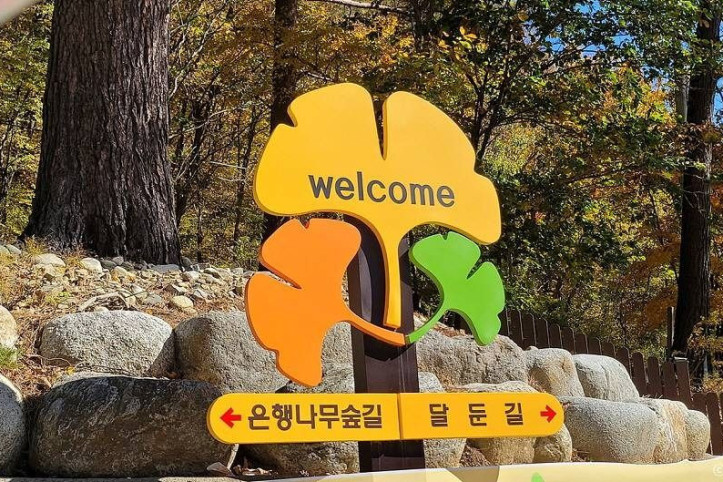 홍천 은행나무숲 여행 추천 - 메고지고