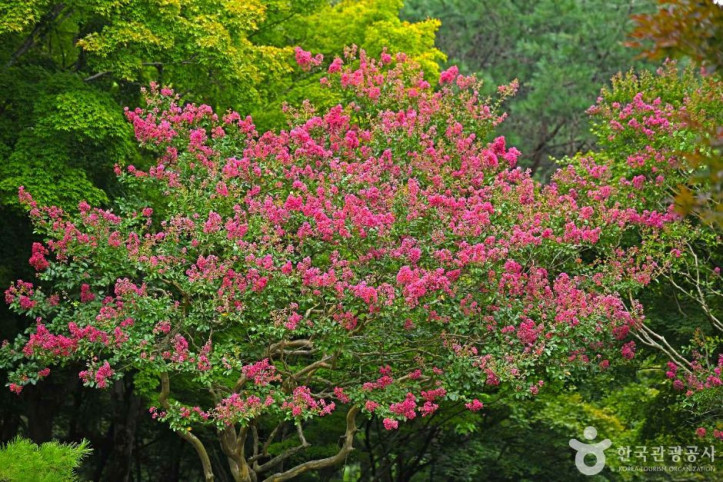 내장산수목원 여행 추천 - 메고지고