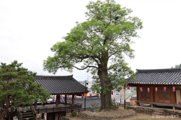 영천한의마을 여행 추천 - 메고지고
