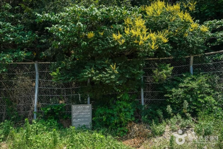 포항 발산리 모감주나무와 병아리꽃나무 군락 여행 추천 - 메고지고