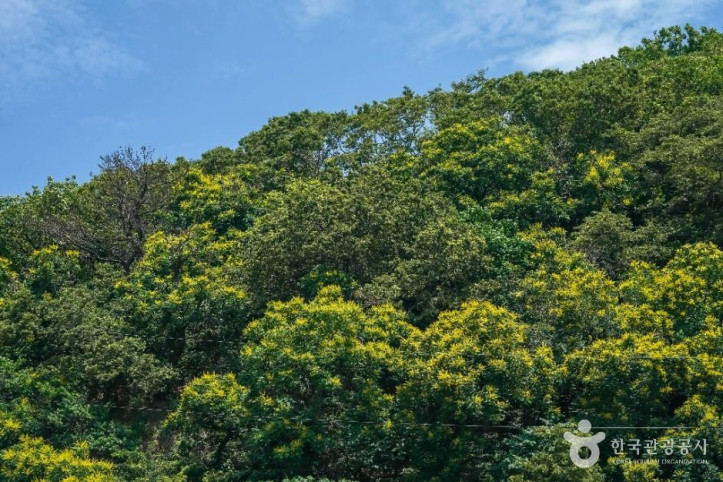 포항 발산리 모감주나무와 병아리꽃나무 군락 여행 추천 - 메고지고