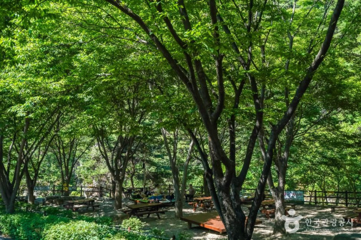 화원자연휴양림 여행 추천 - 메고지고