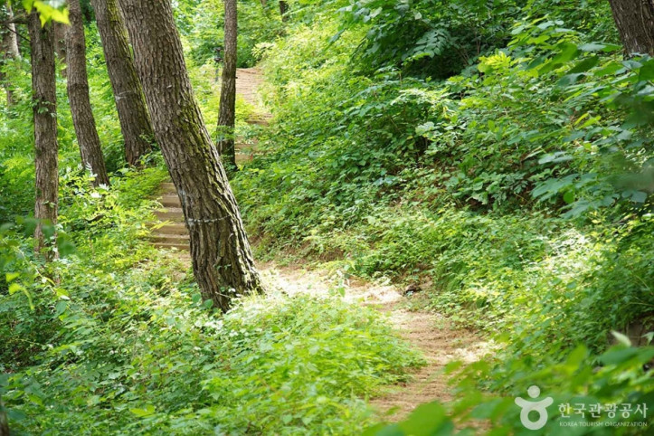 조양산(정선) 여행 추천 - 메고지고