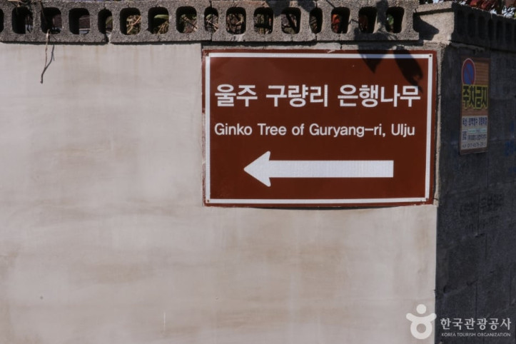 울주 구량리 은행나무 여행 추천 - 메고지고