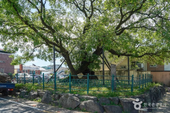 의성읍 도서동의 회나무 여행 추천 - 메고지고