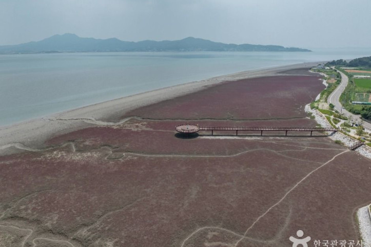 석모도 칠면초 군락지 여행 추천 - 메고지고
