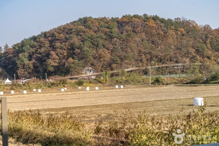 원주섬강자작나무숲둘레길 여행 추천 - 메고지고