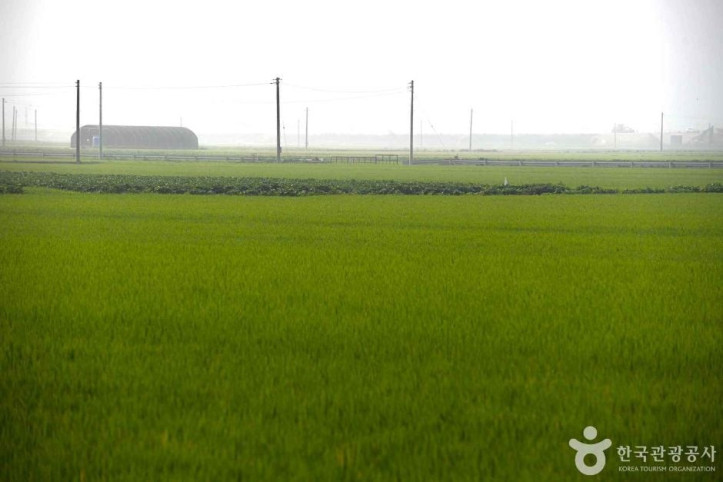 김제평야 여행 추천 - 메고지고