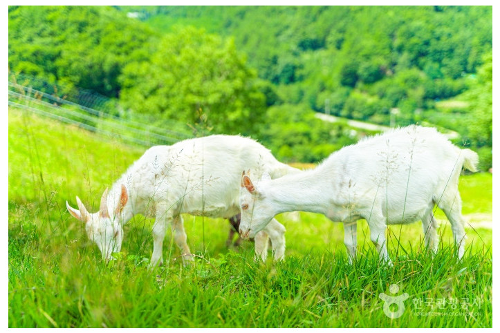 몽토랑 산양목장 여행 추천 - 메고지고