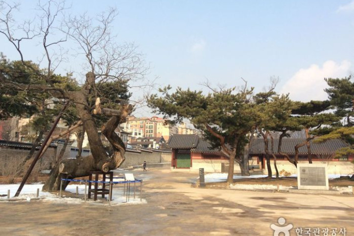 창덕궁 향나무 여행 추천 - 메고지고