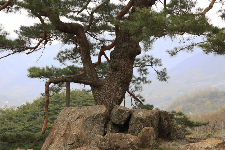 하동 축지리 문암송(악양문암송) 여행 추천 - 메고지고