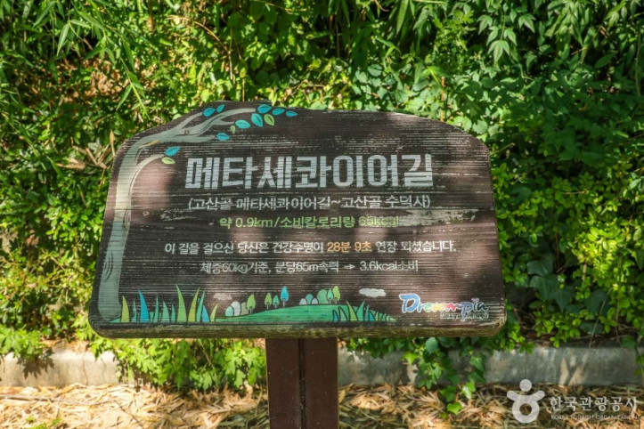고산골 메타쉐콰이어길 여행 추천 - 메고지고
