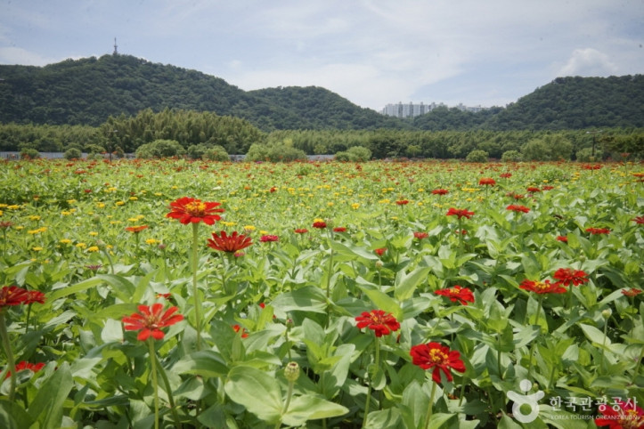 태화강 국가정원 여행 추천 - 메고지고