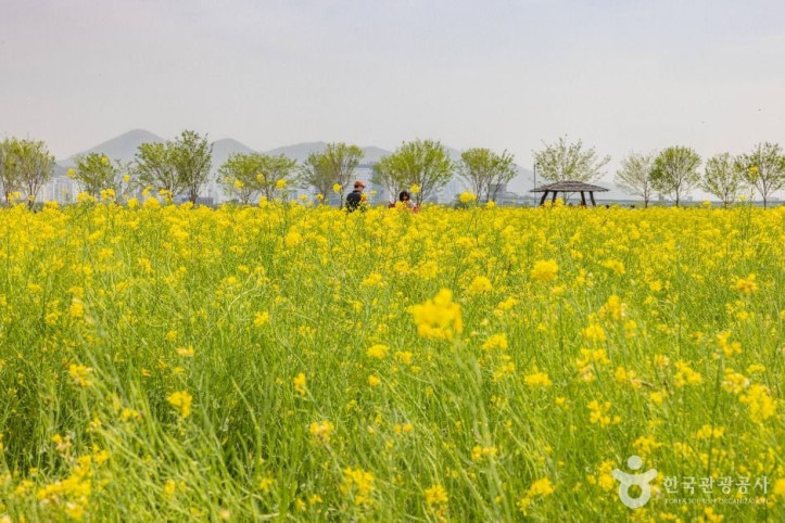대저생태공원 여행 추천 - 메고지고