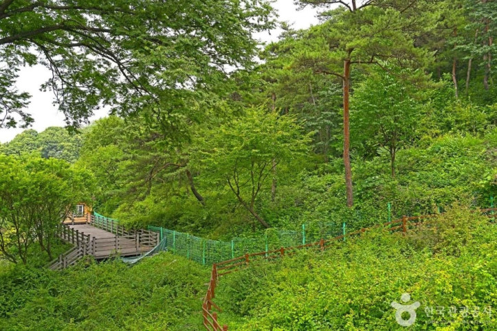 괴산 율지리 미선나무 자생지 여행 추천 - 메고지고