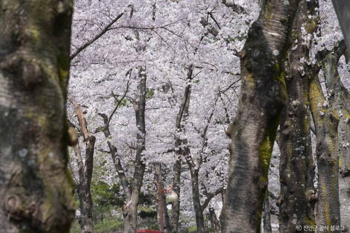 마이산 벚꽃길 여행 추천 - 메고지고