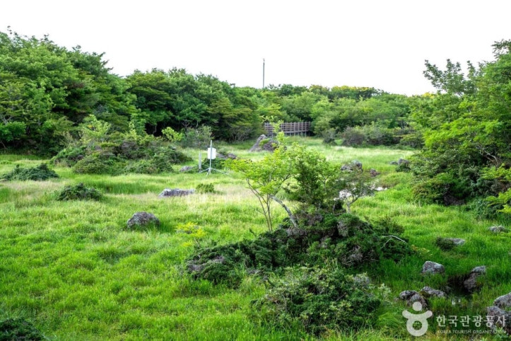 1100고지습지 여행 추천 - 메고지고