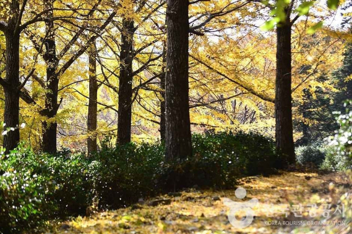 조계산도립공원 여행 추천 - 메고지고