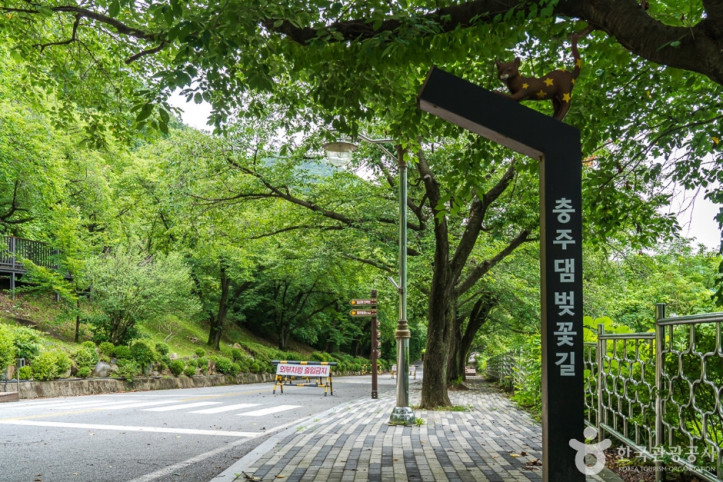 충주댐 벚꽃길 여행 추천 - 메고지고