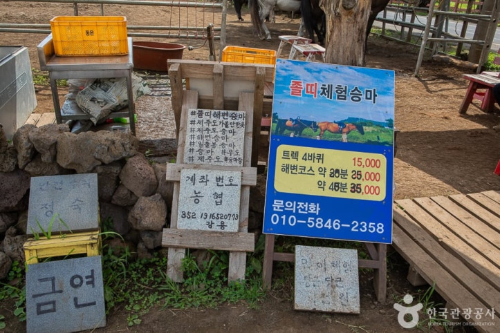 졸띠유채밭 여행 추천 - 메고지고