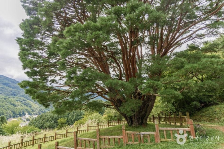 무주 삼공리 반송 여행 추천 - 메고지고