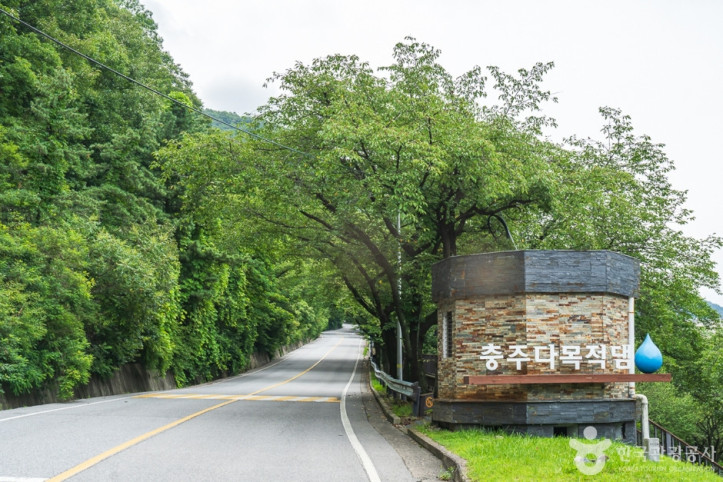 충주댐 벚꽃길 여행 추천 - 메고지고