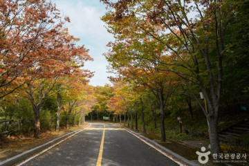 포항 마북리 느티나무 여행 추천 - 메고지고
