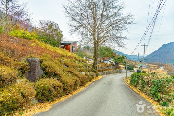 화순 수만리들국화마을 여행 추천 - 메고지고