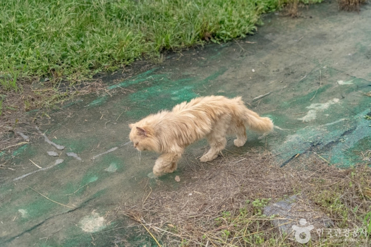 애니멀스토리 여행 추천 - 메고지고