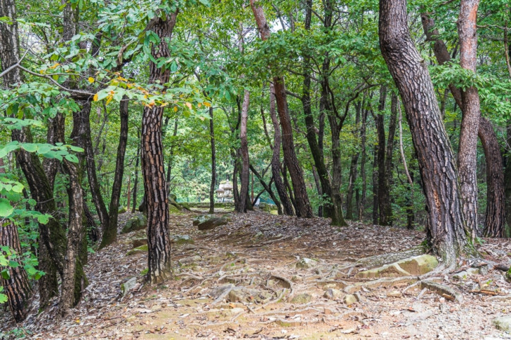 청룡사(충주) 여행 추천 - 메고지고
